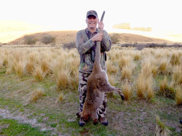 New Zealand wallaby, 50 lbs