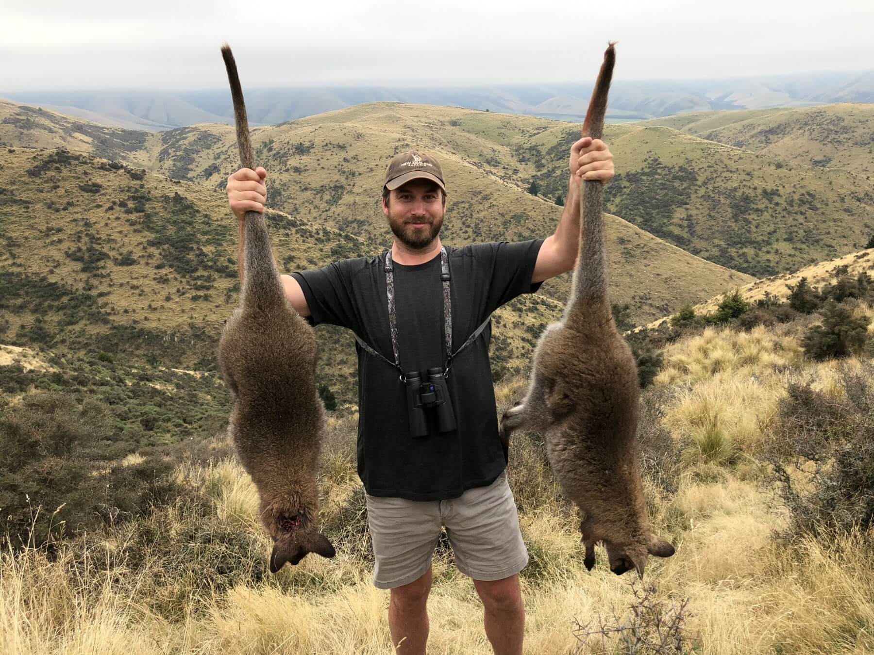 Wallaby hunting New Zealand
