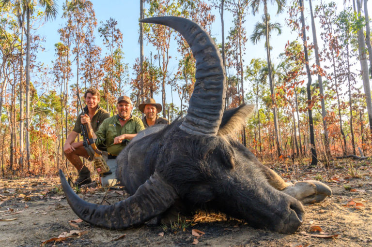 Australia free range water buffalo trophy