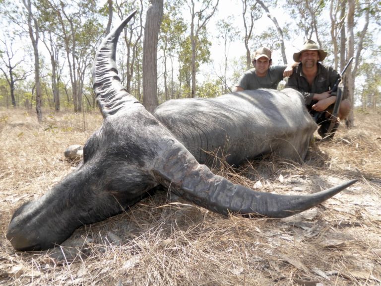 Australia water buffalo, 43 inch spread