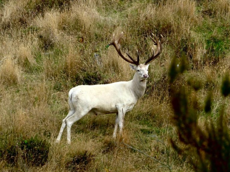 New Zealand white stag
