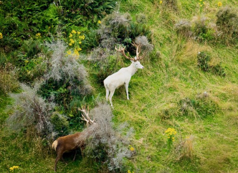 New Zealand white stag hunting trophy