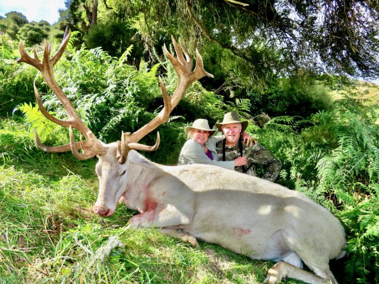 New Zealand white stag hunting trophy, 360 inches