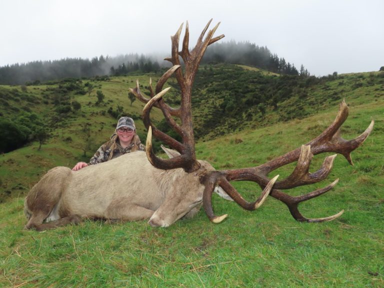 New Zealand white stag hunting trophy, 430 inches