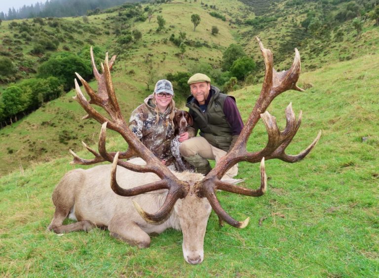 New Zealand white stag hunting trophy, 430 inches