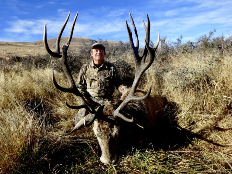 New Zealand wild 16 point red stag