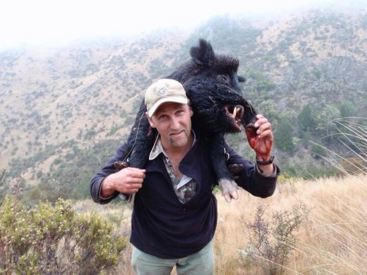 Wild boar hunting trophy, New Zealand