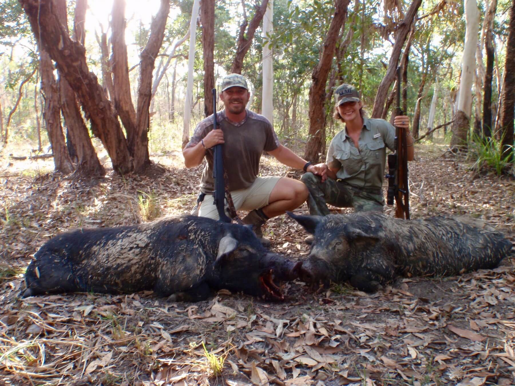 Wild boar with large tusks