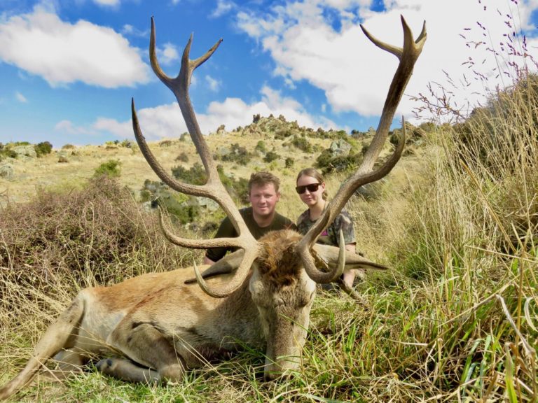 New Zealand wild free range red stag