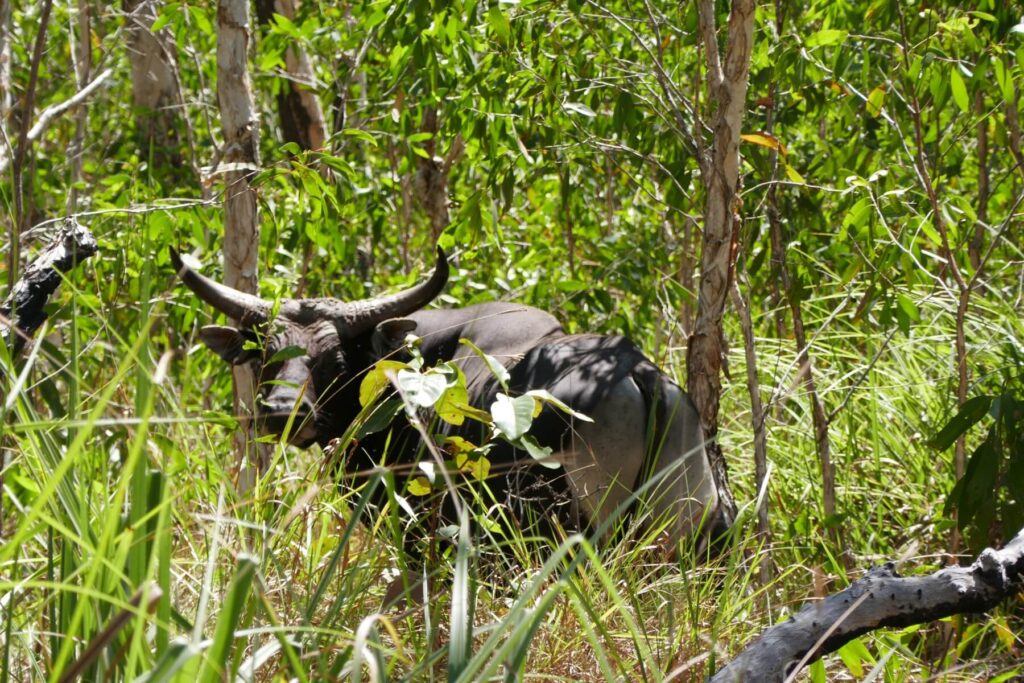 Banteng bull in thick cover