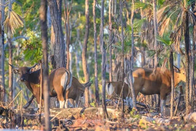 Banteng in pandanus woodland