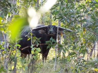 Buffalo in thick bush