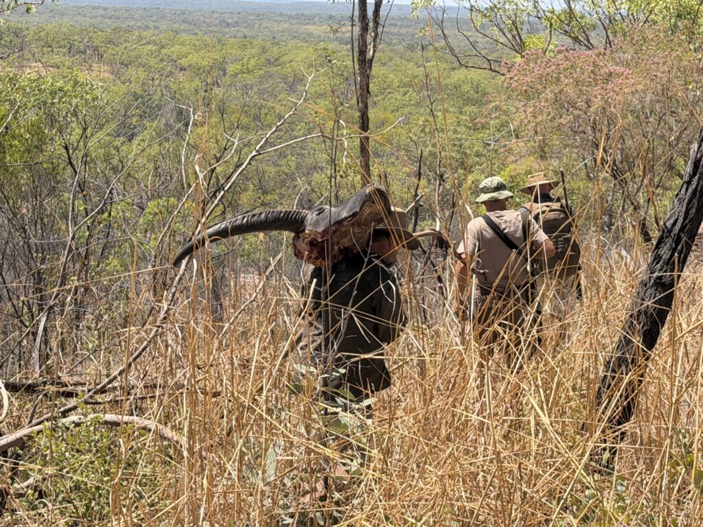 Hunters closing in on a buffalo bull in thick cover