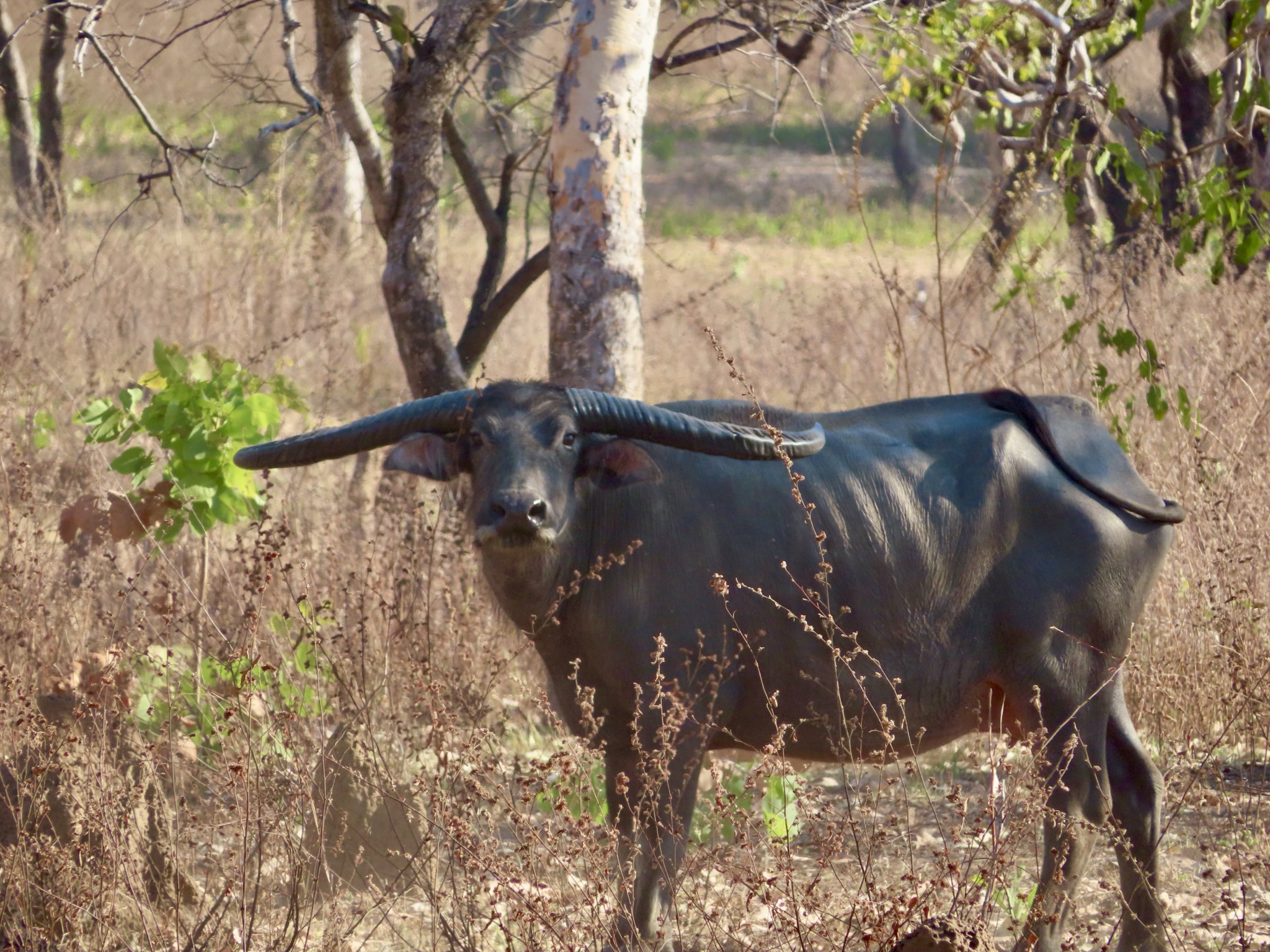 Mature water buffalo bull with a wide horn spread