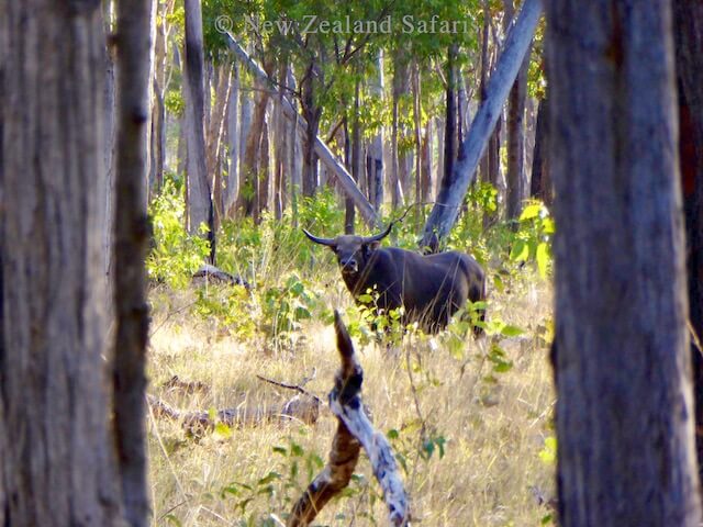 Northern Territory woodland
