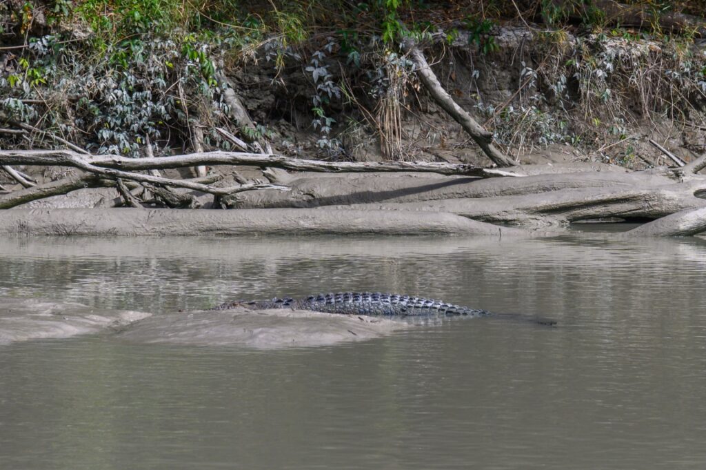 Saltwater crocodile in a Northern Territory river