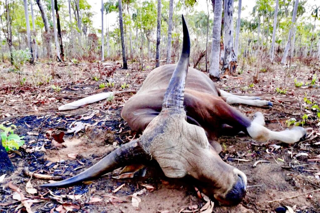 Trophy Banteng bull