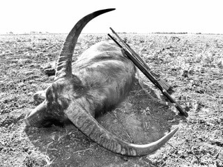Trophy buffalo and rifle