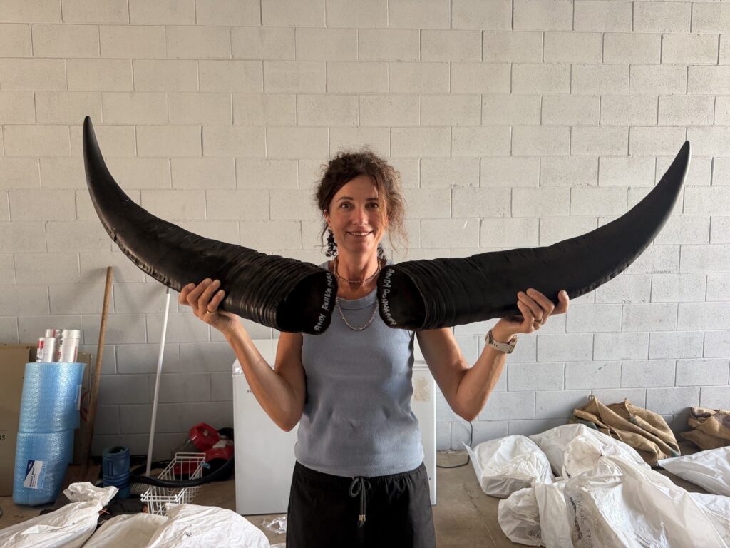 Trophy water buffalo horns