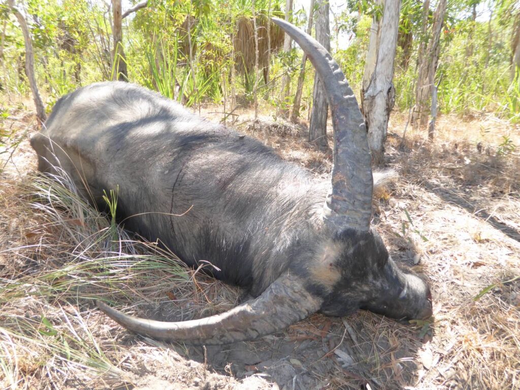 Trophy water buffalo bull