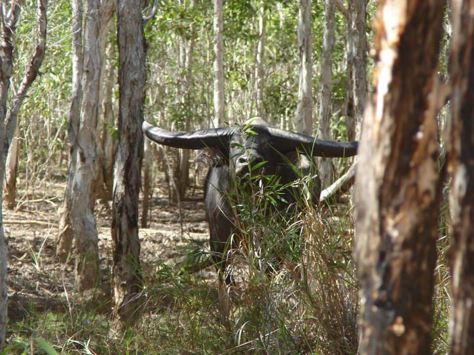Water buffalo bull among the trees