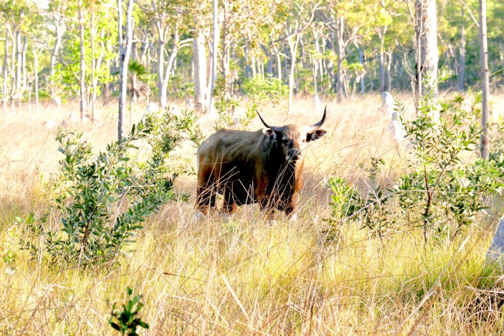 Wild Banteng bull in Northern Territory scrub