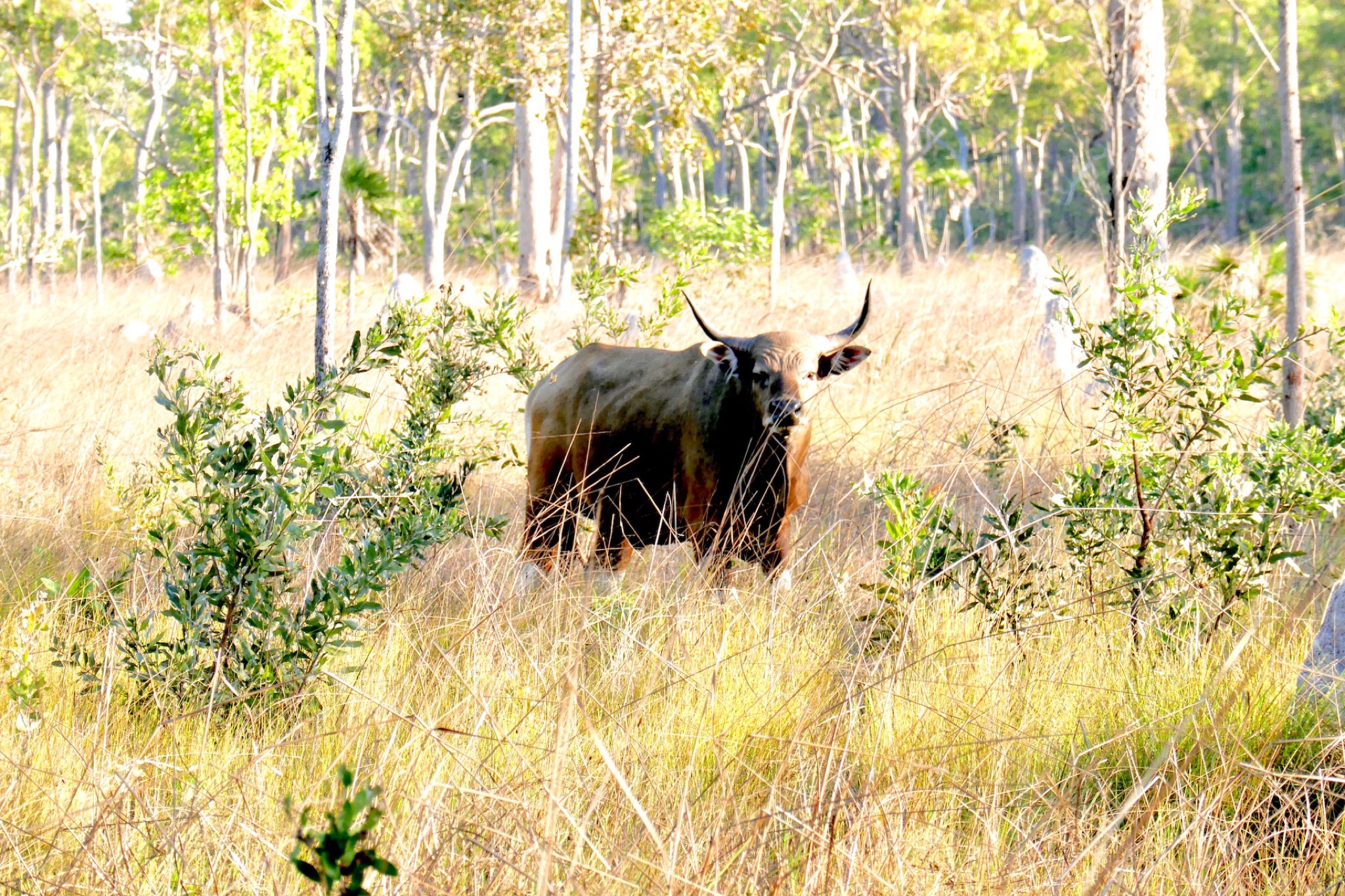 Wild Banteng bull in Northern Territory scrub
