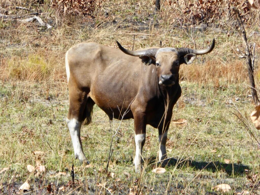 Wild Banteng in open grassland