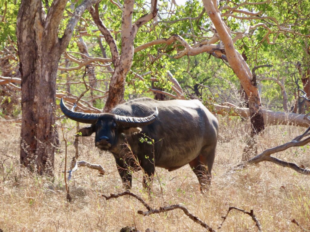 Wild water buffalo bull in Northern Territory woodland