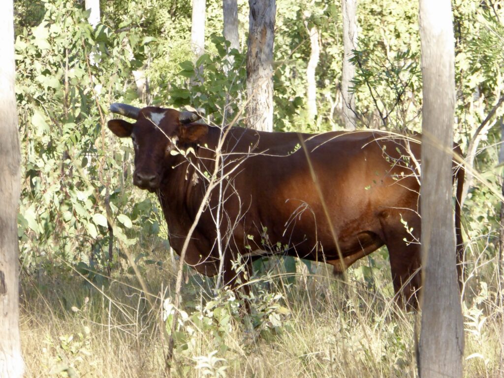 Wild cattle in Northern Territory woodland