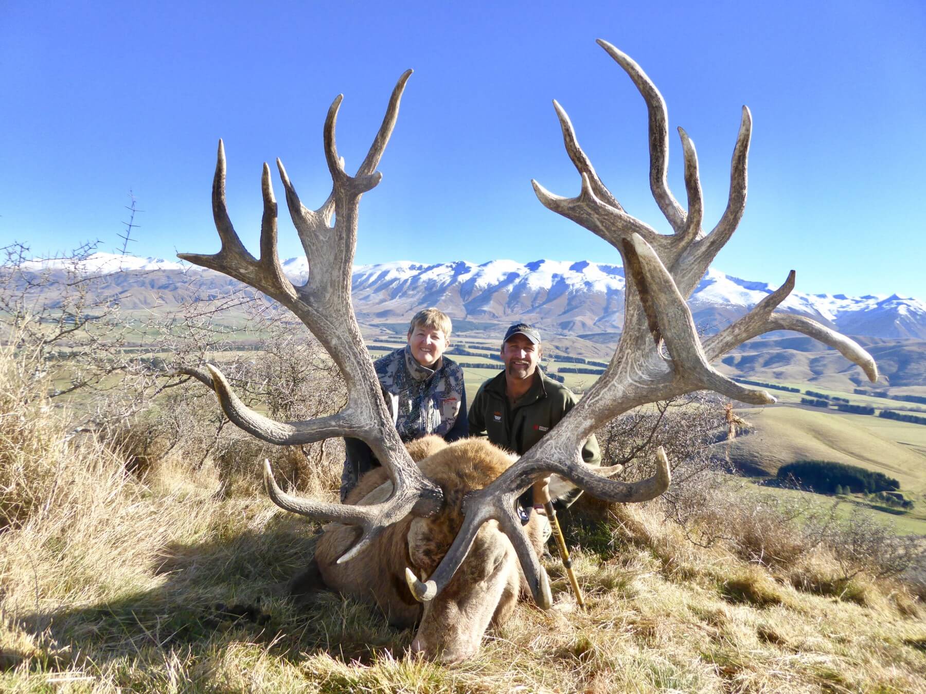 Red Stag · New Zealand Safaris