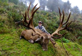 440 inch red Stag