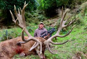 461 inch Stag