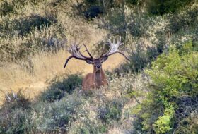 600+ Red stag