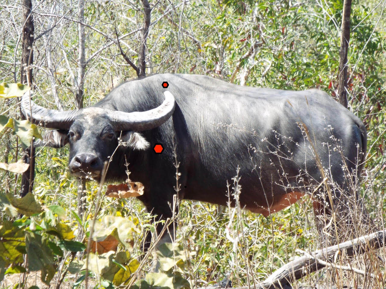kalender Opfylde mus Shot Placement on Australian Water Buffalo · New Zealand Safaris