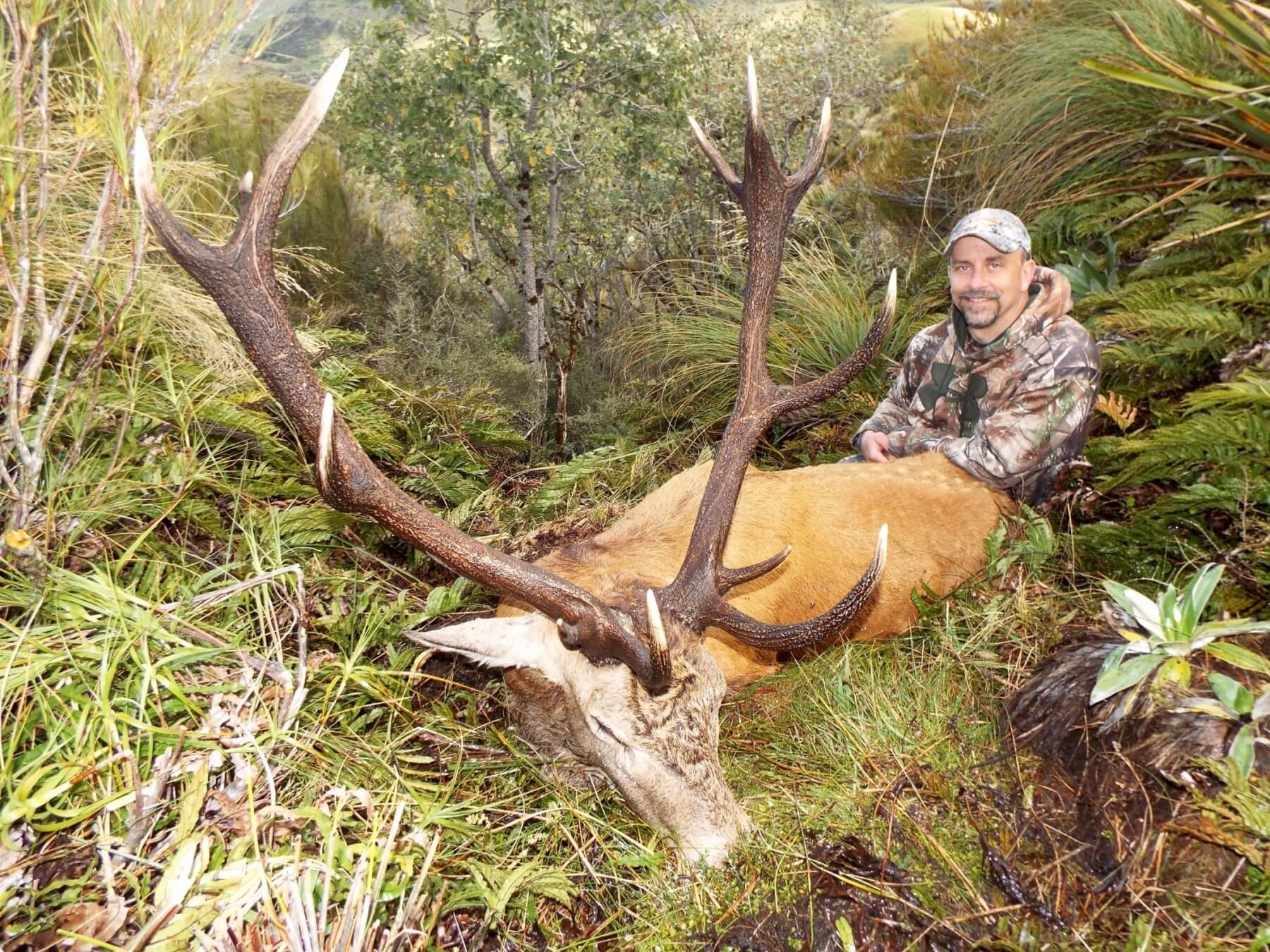 wide free range stag with hunter in brush
