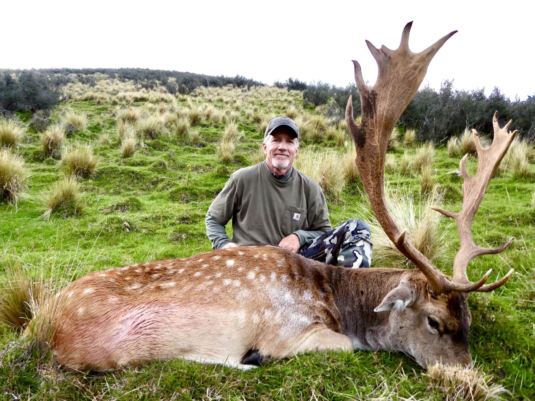 wild free range fallow buck hunting trophy