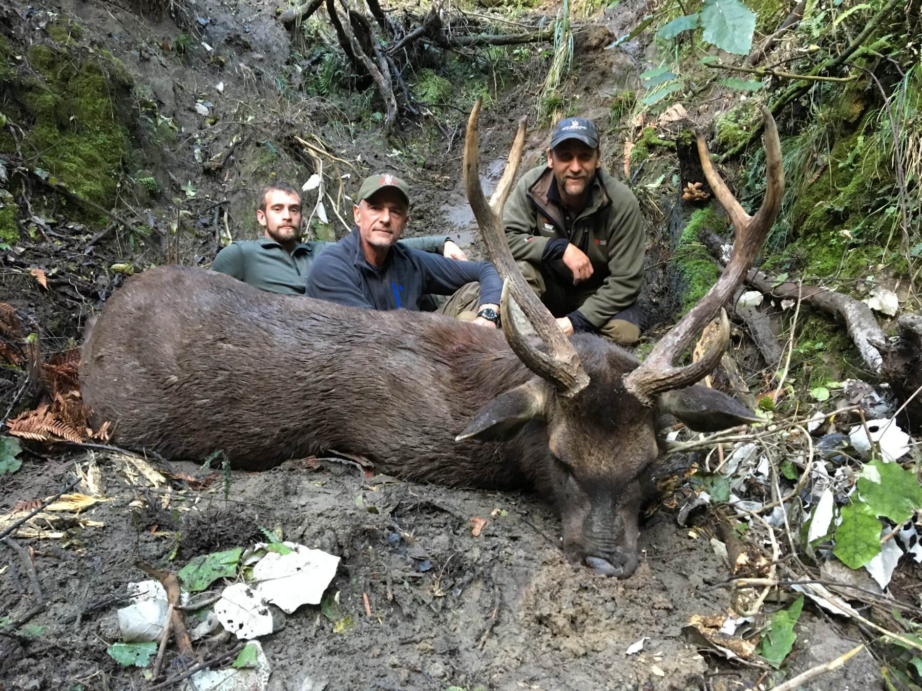 Sambar Deer New Zealand Safaris