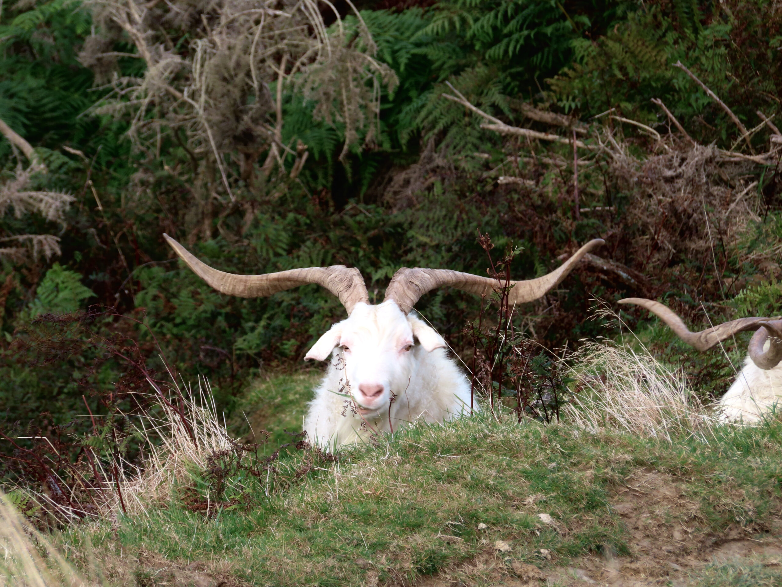 White Billy Goat White Billy Goat