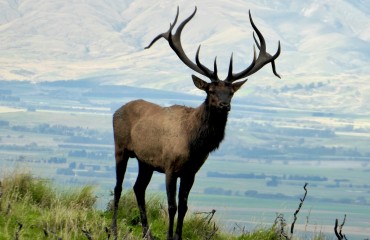 wild new zealand elk