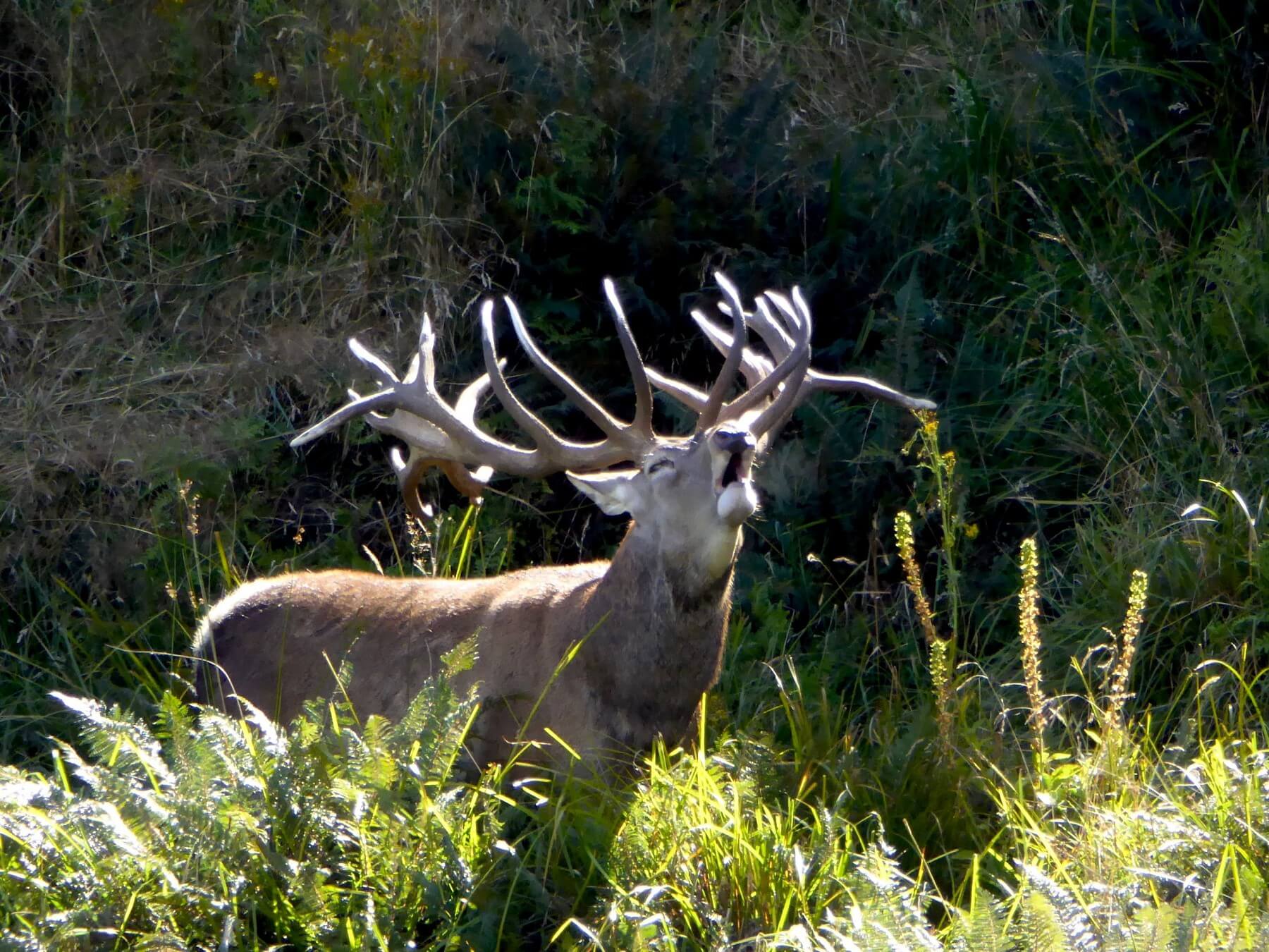 Red Stag Roar ~ Jim Gibson's New Zealand Safaris