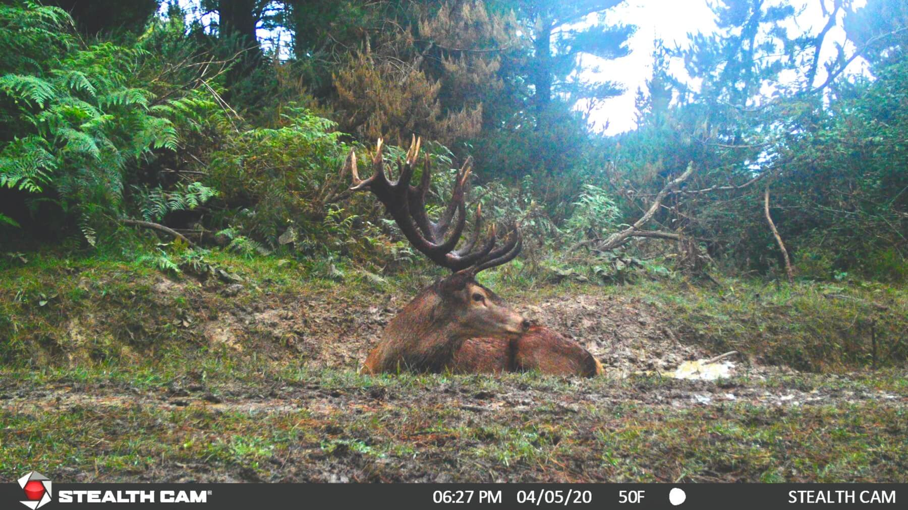 Red Stag trail camera new zealand