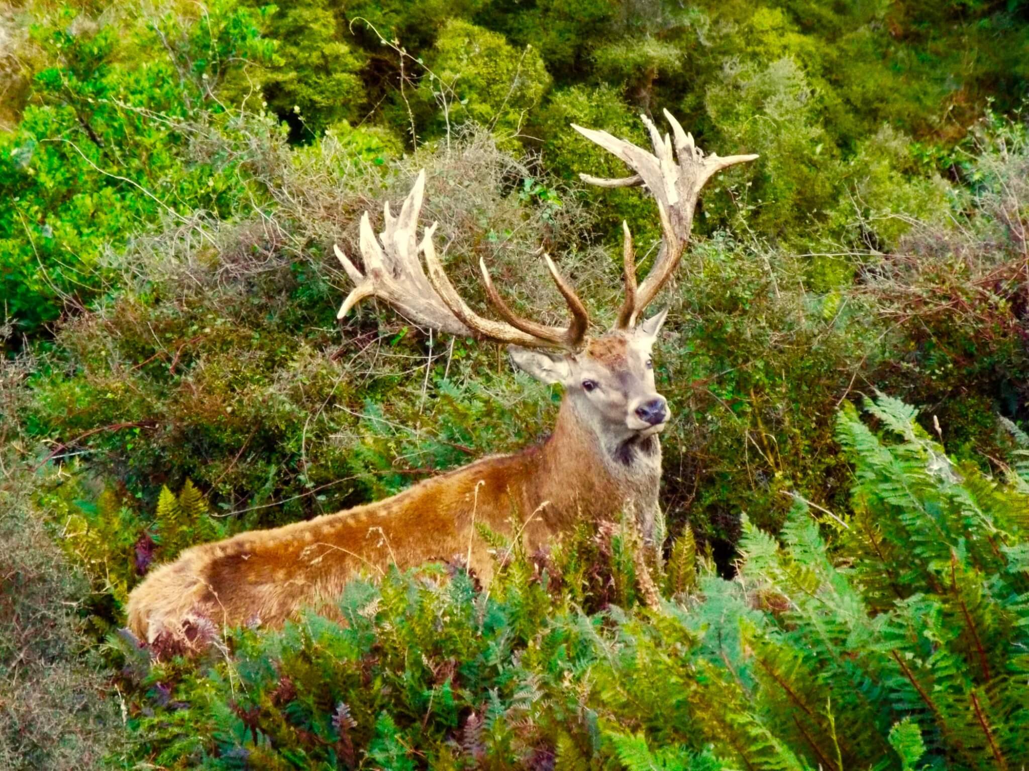 red-stag-new-zealand-safaris