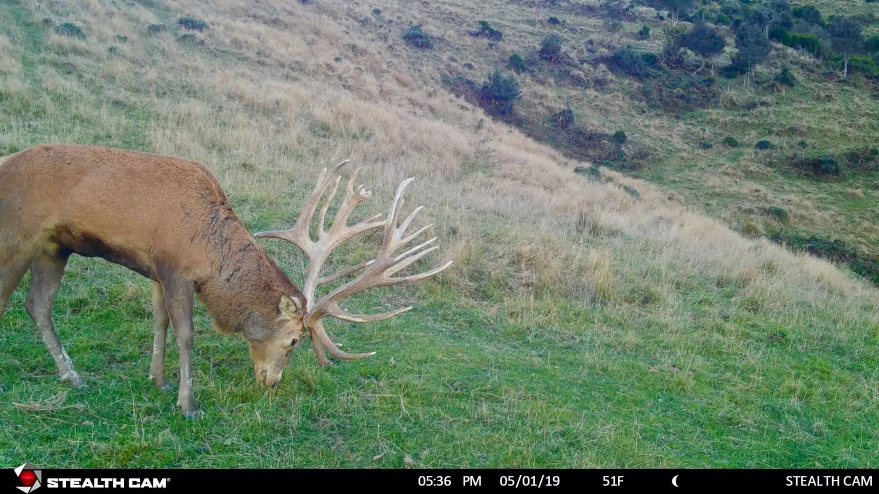 red stag on trail cam