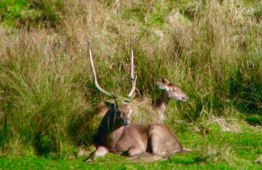 2 rusa deer laying in long grass