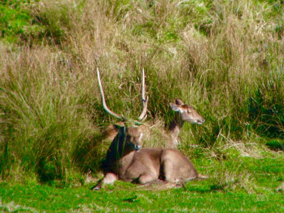 2 rusa deer laying in long grass