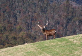 Sika Stag