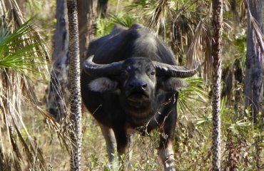 Australia water buffalo hunting trophy