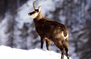 chamois in snow