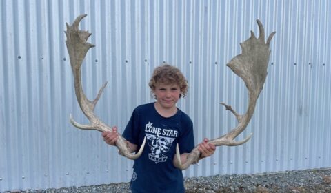 fallow buck shed antlers